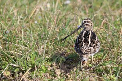 Gallinago gallinago