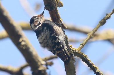 Dendrocopos minor