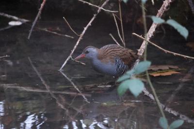 Rallus aquaticus
