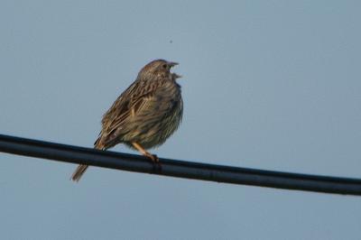 Emberiza calandra