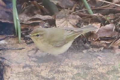 Phylloscopus collybita