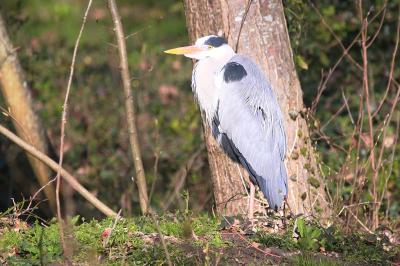 Ardea cinerea