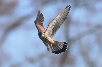 Falco tinnunculus