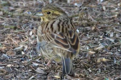 Emberiza cirlus