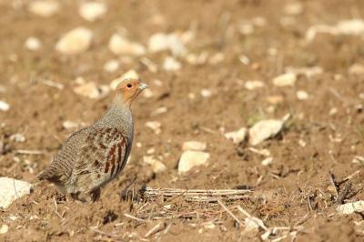 Perdix perdix
