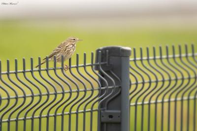 Anthus pratensis