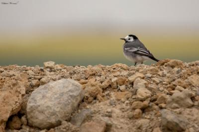 Motacilla alba