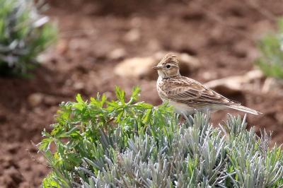 Alauda arvensis