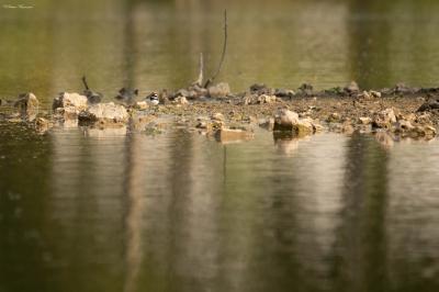 Charadrius dubius