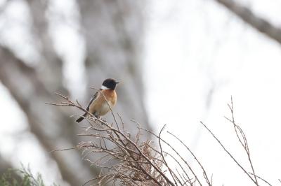 Saxicola rubicola
