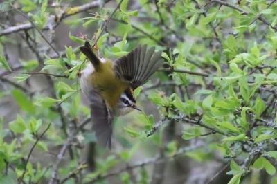 Regulus ignicapilla