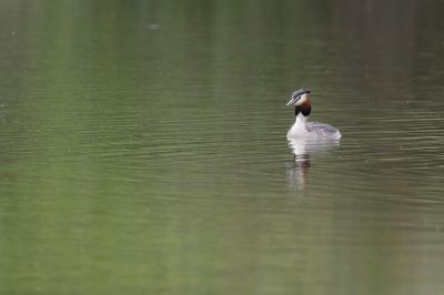Podiceps cristatus