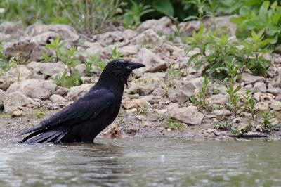 Corvus corone
