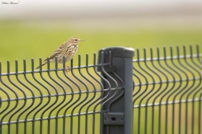Anthus pratensis