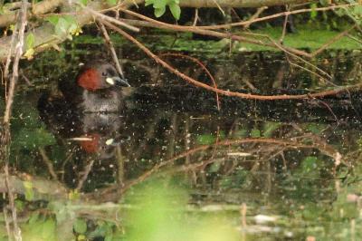 Tachybaptus ruficollis