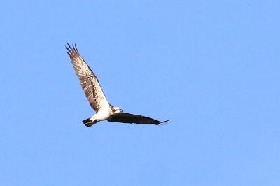Balbuzard pêcheur