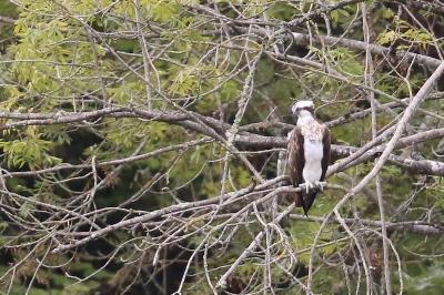 Pandion haliaetus