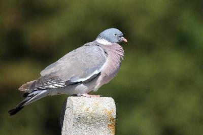 Pigeon ramier