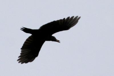Dryocopus martius