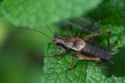 Pholidoptera griseoaptera