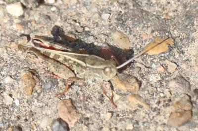 Caloptène italien