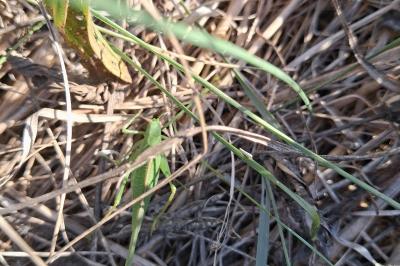 <i>Phaneroptera</i>
