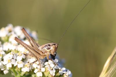 Decticelle bariolée