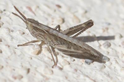 <i>Euchorthippus</i>