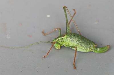 Leptophye ponctuée