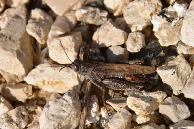 Caloptène italien