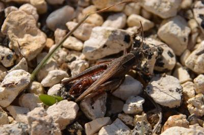 Caloptène italien