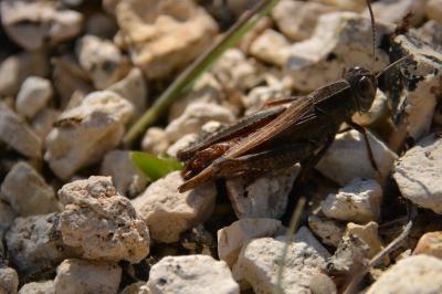 Caloptène italien