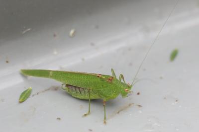 <i>Phaneroptera</i>