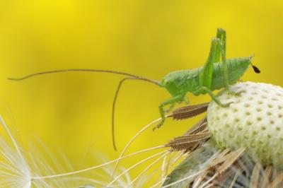 Grande Sauterelle verte