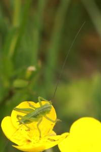 Grande Sauterelle verte