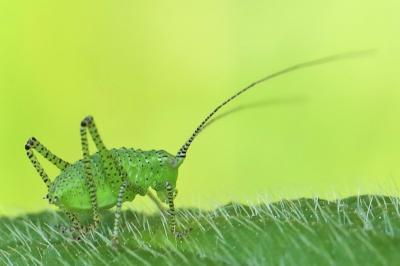 Leptophye ponctuée