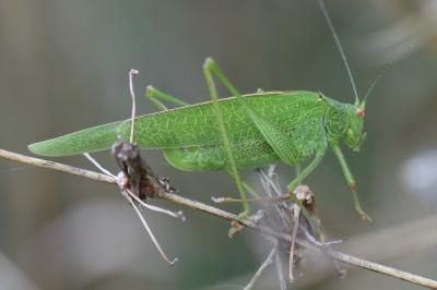 Phaneroptera nana