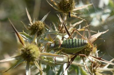 Ephippiger diurnus