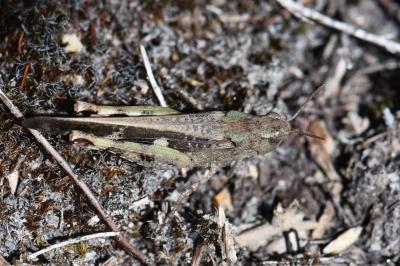 Aiolopus strepens