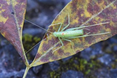 Meconema meridionale