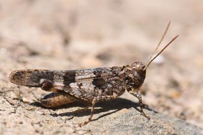 Oedipoda caerulescens