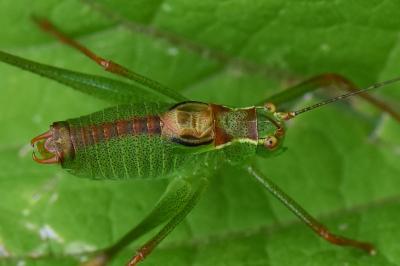 Leptophyes punctatissima