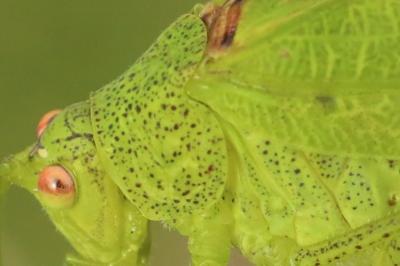 Phaneroptera nana