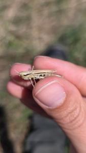 <i>Euchorthippus elegantulus</i>