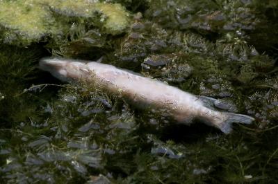 Brochet