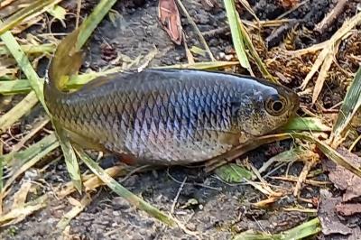 <i>Carassius</i>