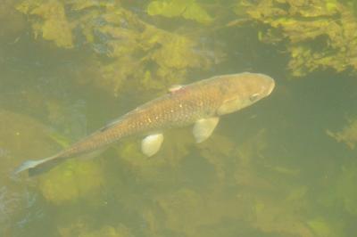 <i>Squalius cephalus</i>