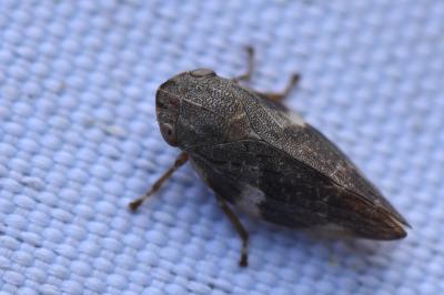 Aphrophora alni