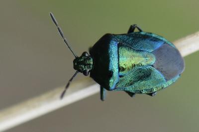 Zicrona caerulea