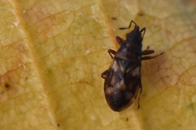 Oxycarenus modestus